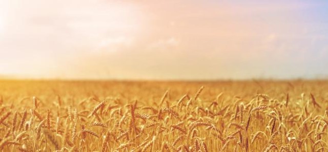 1217-01-1.jpg 1217-01-1.jpg